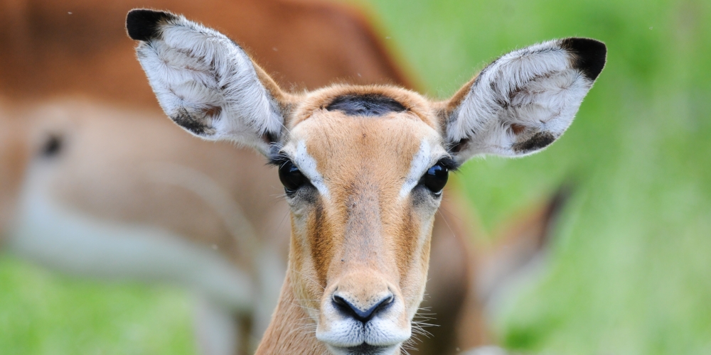 Impala at Lake Mburo National Park