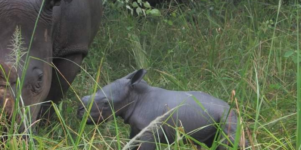 New Born Female Calf at Ziwa Rhino Sanctuary