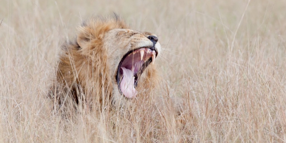 Lion on a game drive