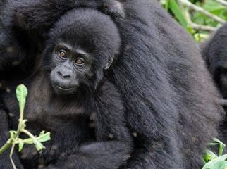 List of Uganda Gorilla Families in Bwindi