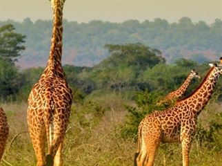 Akagera National Park Rwanda