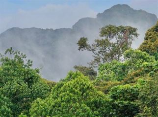 Nyungwe Forest National Park