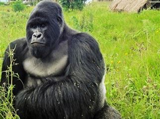 Virunga National Park Congo