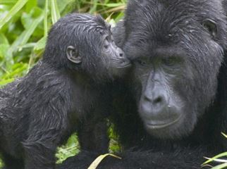 3 Days Bwindi Gorilla Safari