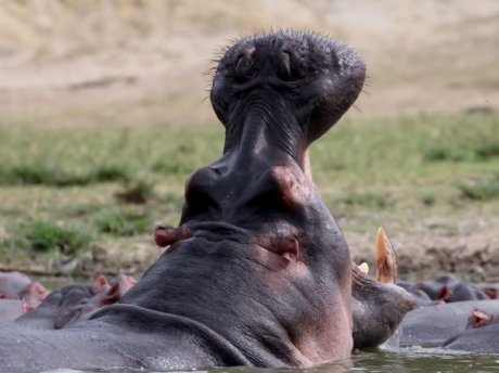 hippo yawning