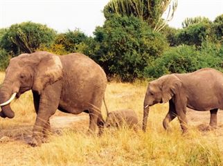 Queen Elizabeth National Park Elephants