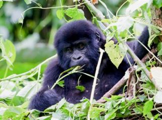 gorilla in volcanoes national park