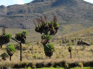 Mount Elgon National Park