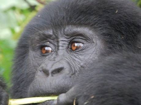 Bwindi Impenetrable National Park