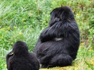 Gorilla trekking Permits in Africa