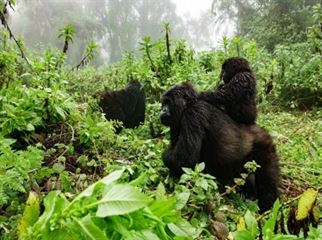 Rwanda Gorilla Families in Volcanoes National Park