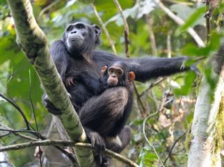 Kibale Forest National Park Chimpanzee