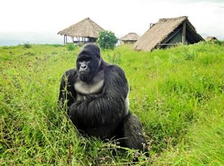 List of Congo Gorilla Families in Virunga