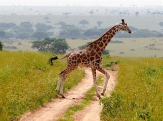 giraffes encounter whilst on a game drive in Murchison Falls National Park