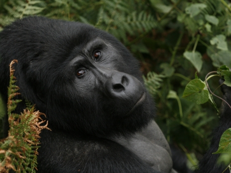 Important Gorilla Trekking FAQs