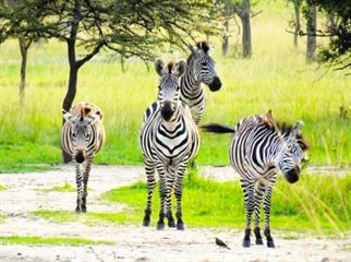 Lake Mburo National Park zebra