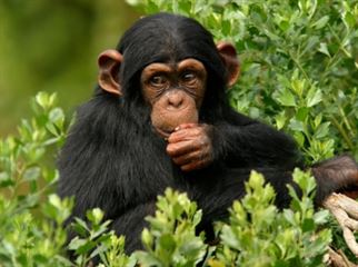 Ngamba Chimpanzee Sanctuary Excursion