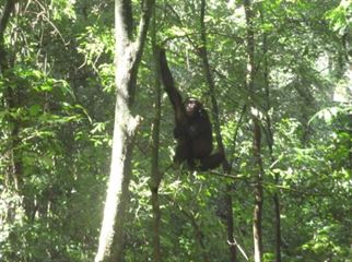 budongo forest