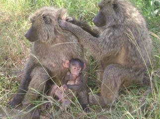 Entebbe Zoo