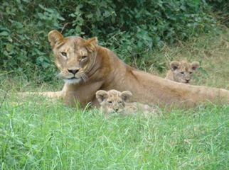 Amboseli