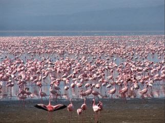 Lake Nakuru