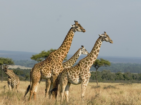 Masai Mara