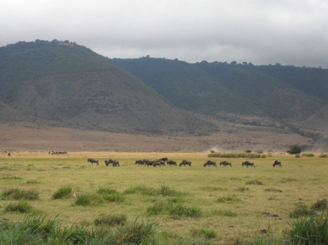 Ngorongoro