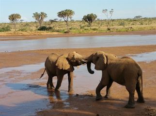 Samburu