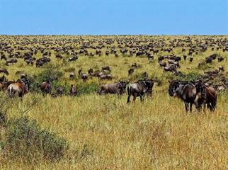 Wildebeest