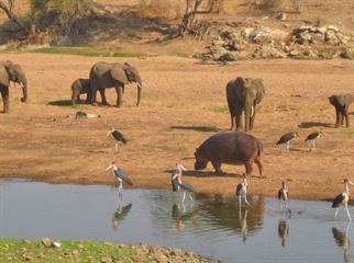 Ruaha national park