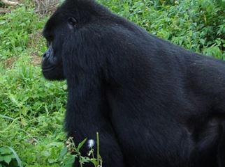 Rwanda Gorilla Trekking