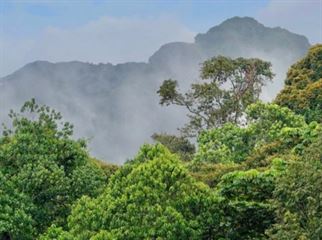 Nyungwe Forest National Park