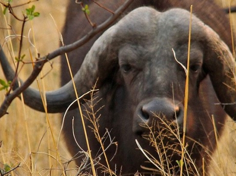 Queen Elizabeth Wildlife Safari