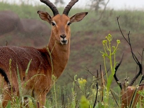 Lake Mburo Wildlife Tour