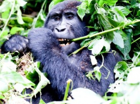 gorilla in virunga