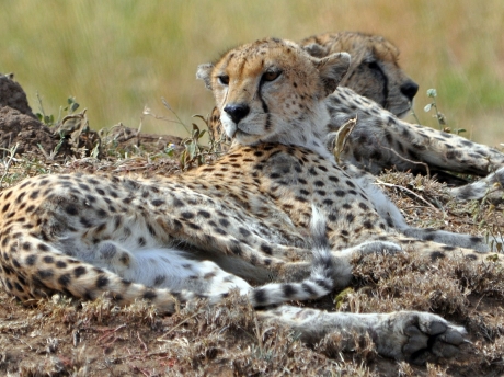 Masai Mara