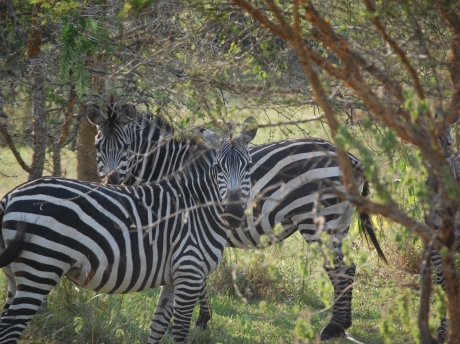 Akagera National Park