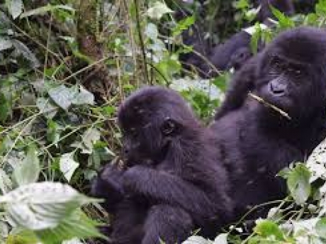 Eastern lowland gorillas