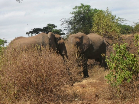 tarangire national park