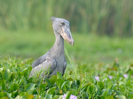 Top 10 birds in Uganda