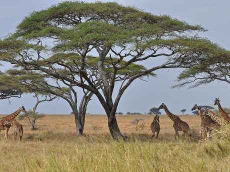 Murchison Falls National Park