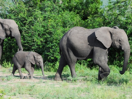 Queen Elizabeth National Park