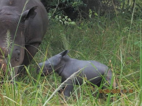 New Born Female Calf at Ziwa Rhino Sanctuary