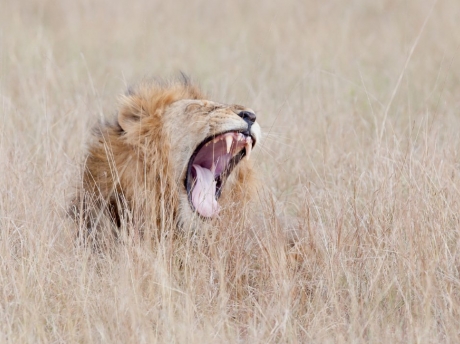 Lion on a game drive